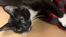 Young cat keeps moving in hopes of forever home