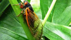 Oswego’s Great PrairieFest getting into the cicada mania with diorama contest