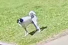 Police canine missing near Bureau/Putnam County border