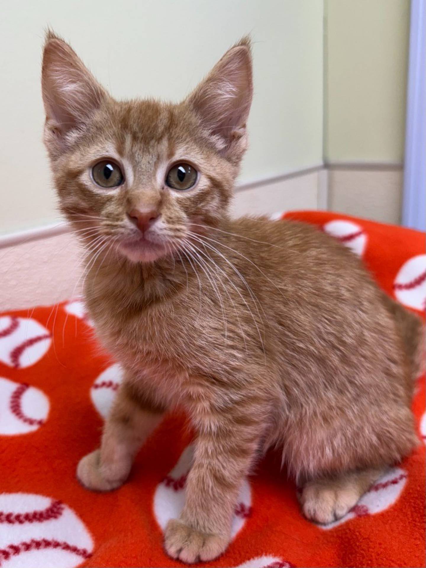 Buttercup is an energetic 6-month-old kitten that was born at a local animal control. He hung out with a loving foster until he was old enough to return to the shelter. He is a typical sweet and incredibly playful, very rambunctious kitten! Buttercup likes to jump on shoulders or try to climb legs for attention. He loves to play and run around. Email the Will County Humane Society at willcountyhumane.com and follow the instructions for the adoption process.