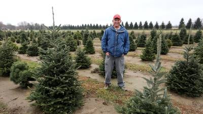 Christmas tree costs: Tariffs on artificial trees could be advantage for fresh-cut sellers