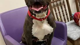 McHenry man found not guilty of starving 2 pit bulls; awaits trial on charges involving 2 other dogs