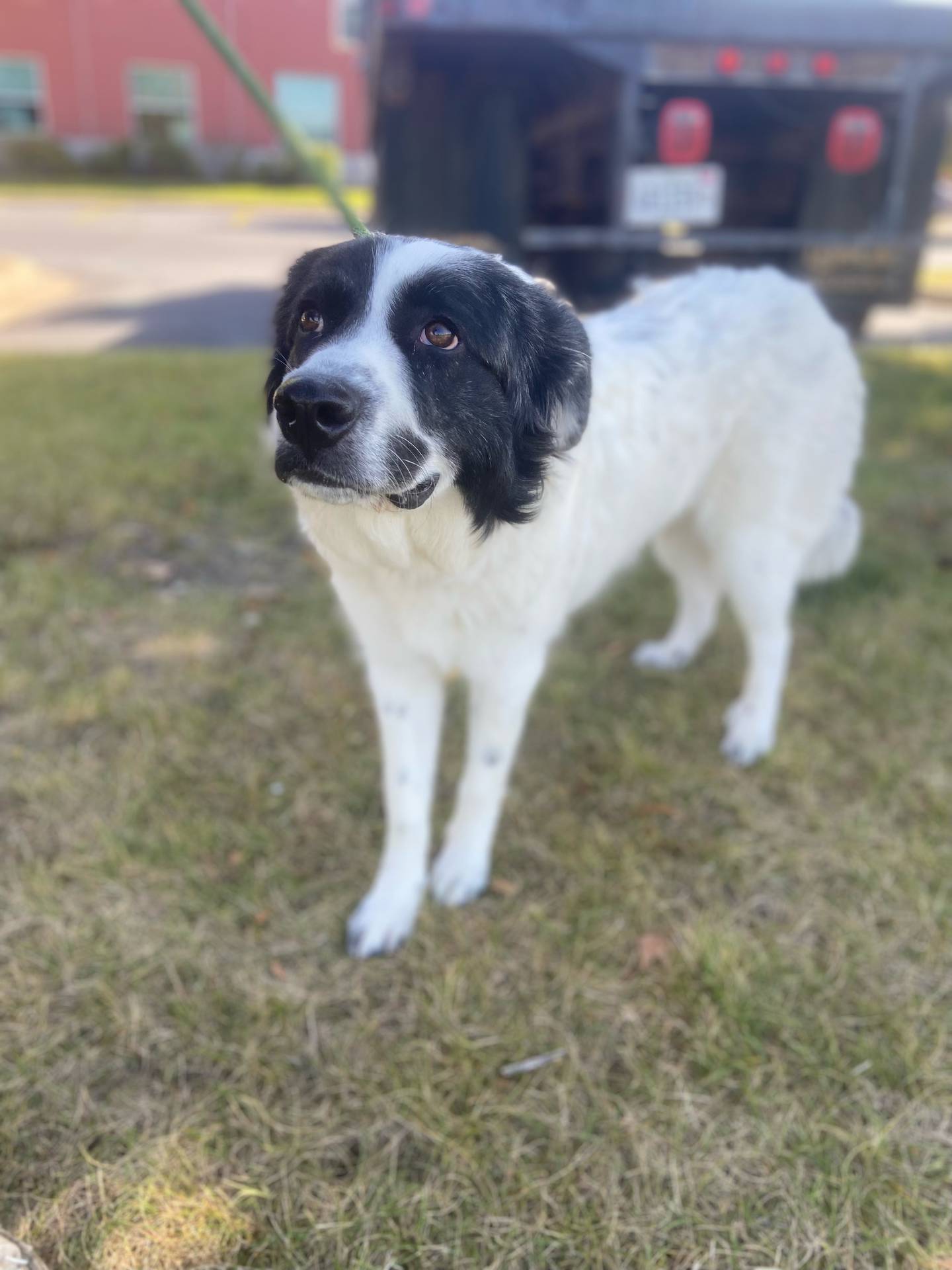 Marilyn is a 1-year-old Great Pyrenees mix. She was found as a stray by a local animal control. She is timid and can be shy around men. She needs a home with older children only. Once shown love, she warms up and shows her sweet personality. She is good with other dogs and is active and playful. To meet Marilyn, email Dogadoption@nawsus.org. Visit nawsus.org.