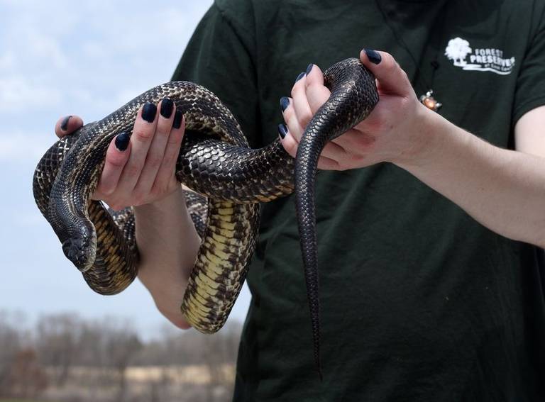 Aide Ryan Tucker holds a gray rat snake during the Cook County Forest Preserve Earth Day event Saturday, April 23, 2022, at the Crabtree Nature Center in Barrington Hills.