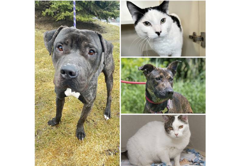 The Herald-News presents this week’s Pets of the Week. Read the description of each pet to find out about that pet, including where he or she can be adopted