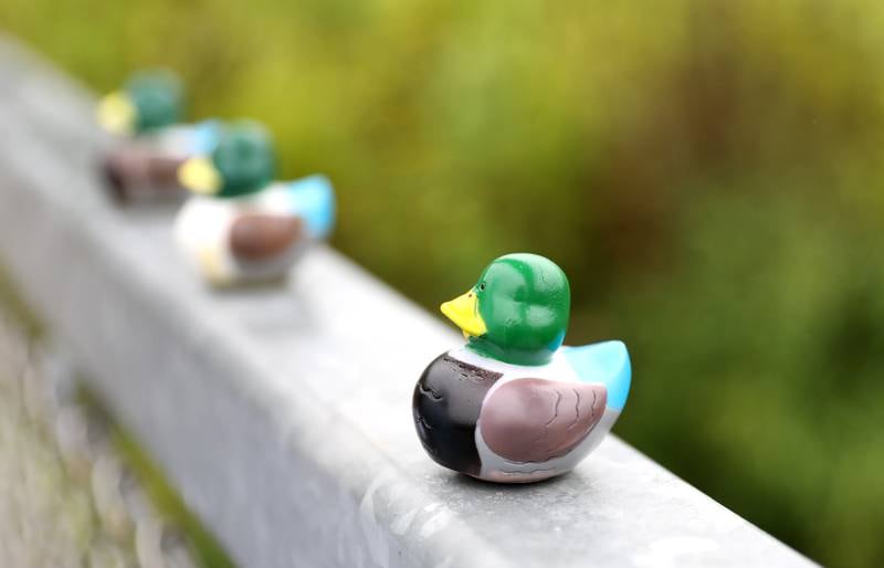 The winning duck from over 200 that raced down a restored stretch of Spring Brook at St. James Farm Forest Preserve in Warrenville on Thursday, Sept. 7, 2023 during the Friends of the Forest Preserve District of DuPage County’s rubber duck race fundraiser.
