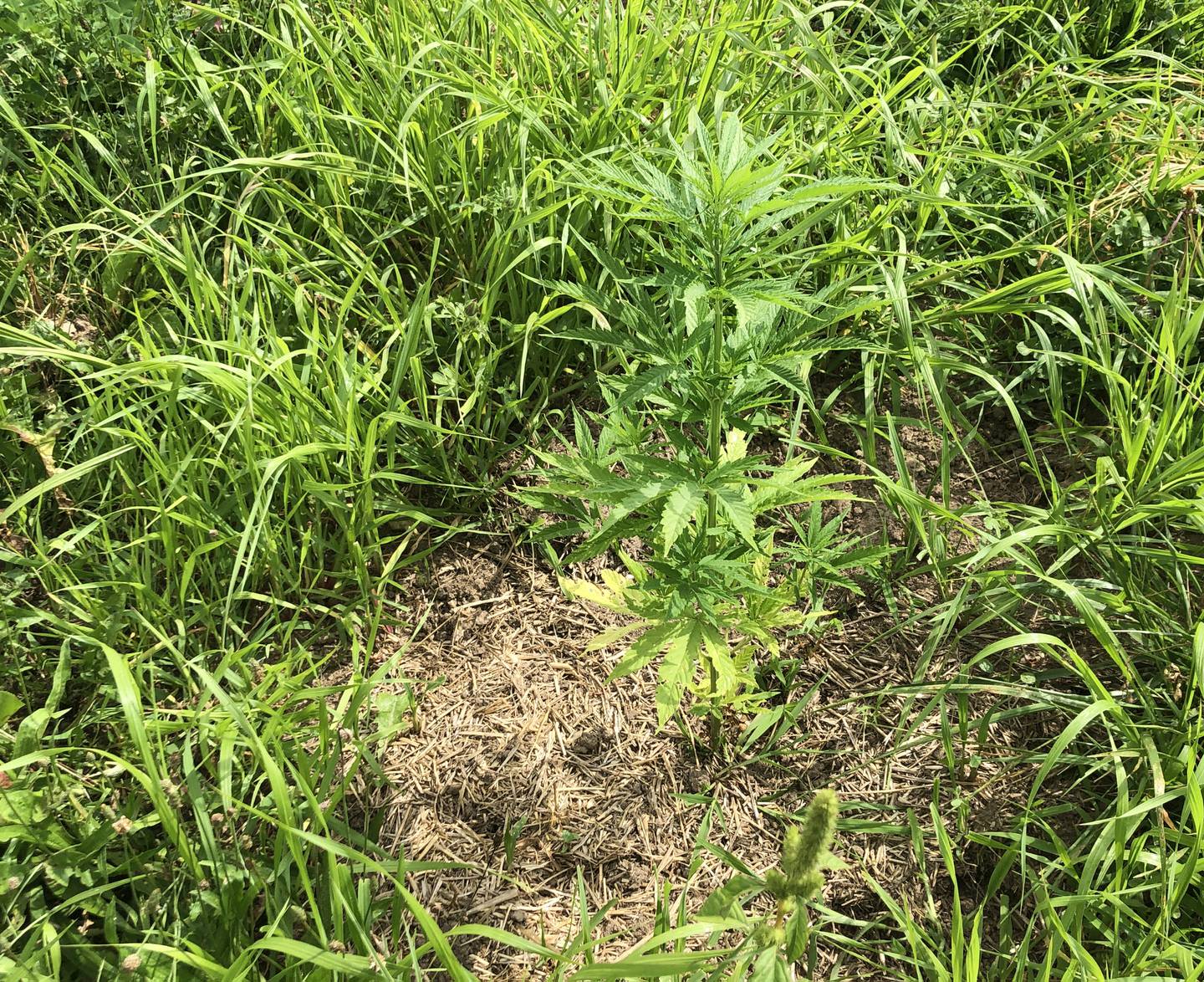 A hemp plant in the fields at Hempstock Pharm outside of Woodstock on Aug. 6, 2022. Stacy McCaskill and family began the hemp operation in 2019 and offer CBD products made from the plants grown there.