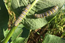 Down the Garden Path: Prepare now for next year’s Monarch butterflies – make Seed Balls