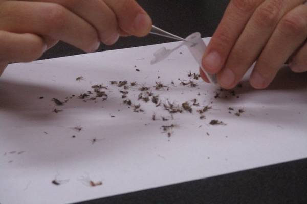 Sandwich mosquito trap tests positive for West Nile virus