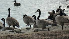 3 Canada geese found in Will County test positive for Avian flu