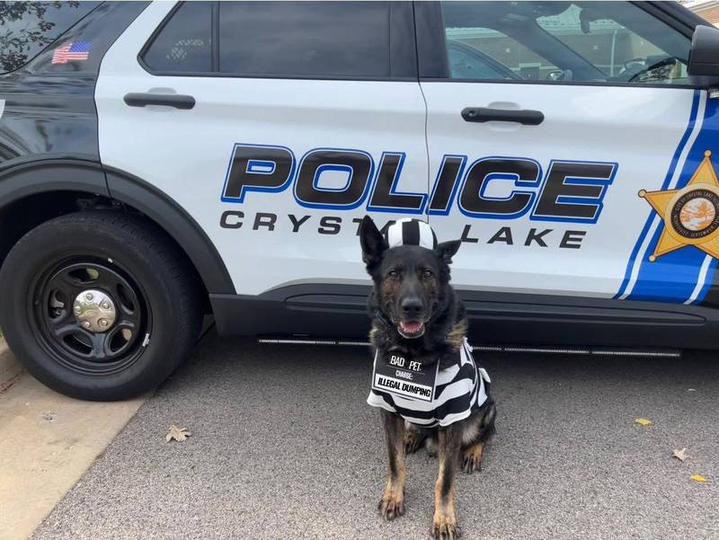 Crystal Lake Police Department K-9 Zeus, a German Shepherd originally from the Czech Republic, joined the force in 2018.