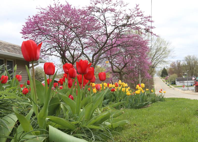 Over 1000 tulips blossom as redbud trees bloom at a home on the corner of Greenwood and 4th Streets on Monday, April 21, 2025 in Spring Valley. The tulips bloom each year at the home. The site is a sure sign of spring.