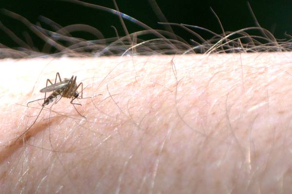 West Nile mosquitoes found in 3 cities in La Salle County