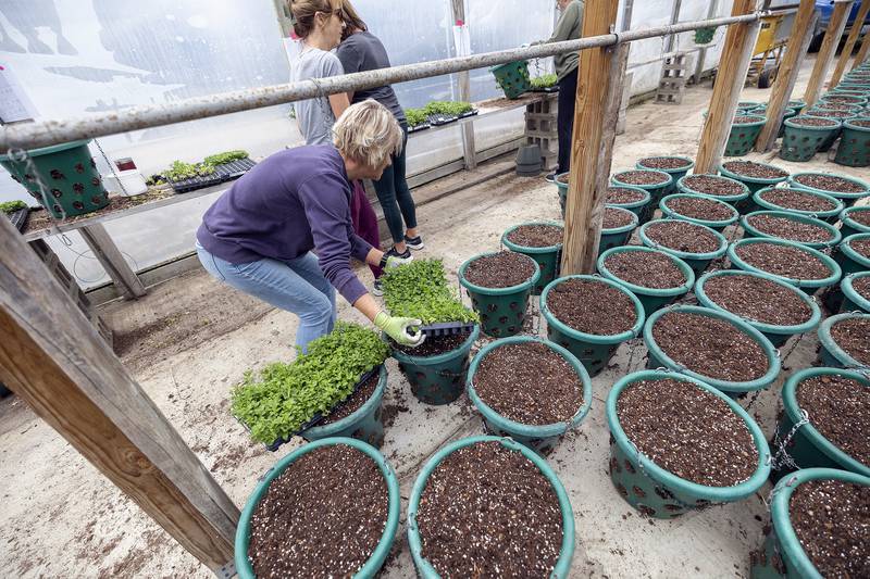 All plants, baskets and hardware are bought through donations from individuals, Beautify Dixon and the Rock River Garden Club. Last year, the total costs added up to nearly $25,000.
