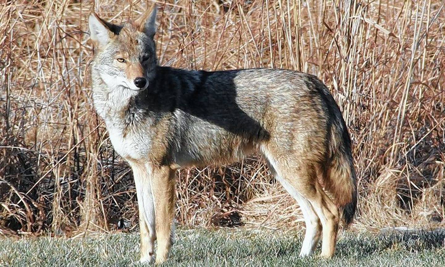 A coyote lurks at Danada Forest Preserve in Wheaton. While always present, coyotes are more visible this time of year as youngsters look for mates and new homes.