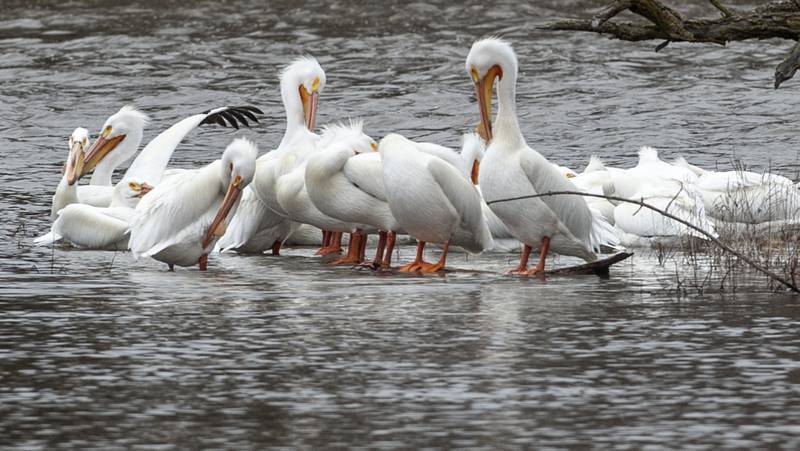 A scoop of white pelicans preen their feathers on the point of a small island on the Fox River just east of the dam in Yorkville on Thursday, April 7, 2022.