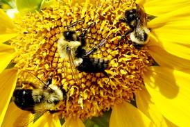 Down the Garden Path: Gardening for pollinators