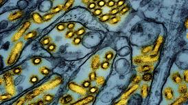 McHenry County health officials monitor bird flu activity in region: What to do if you see dead birds