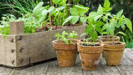 Hilltop Gardeners Garden Club meeting April 10