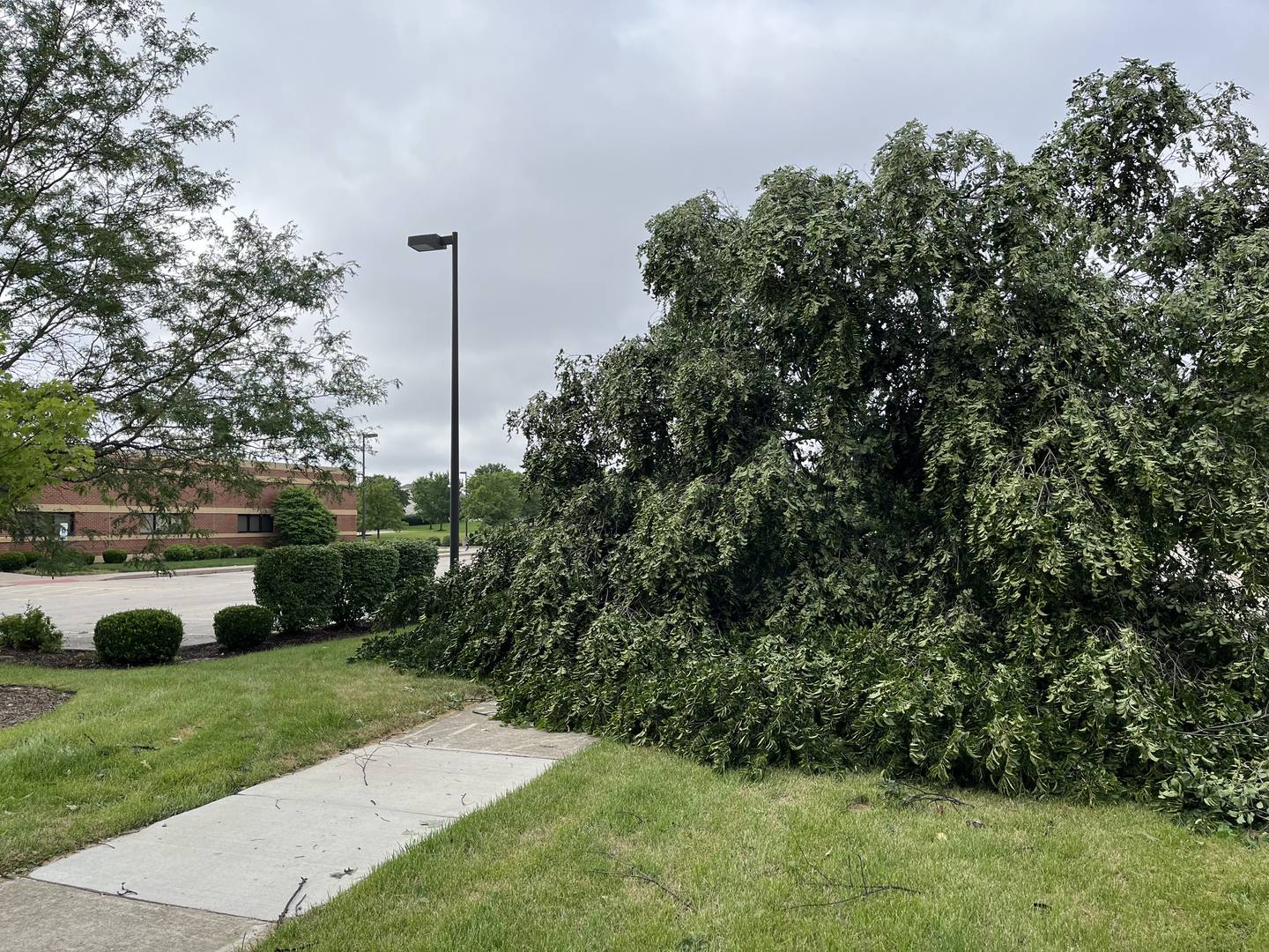 A tree blocks the sidewalk to the Social Security Administration Offices at 552 Houbolt Road in Joliet on Tuesday morning July 16, 2024. Storms the night before caused damage throughout Will County.