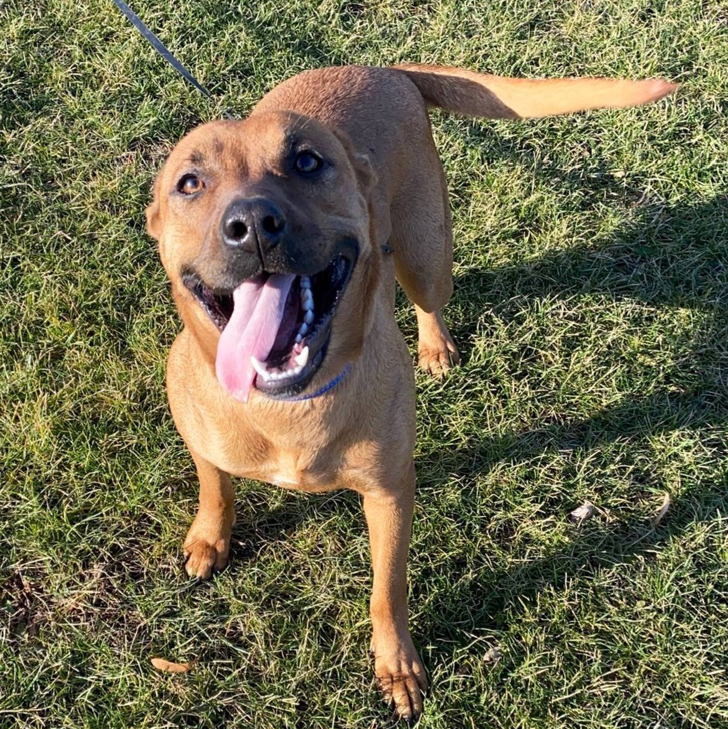 Lena is a 9-month-old shepherd mix that was found roaming the streets and is now available for adoption. Lena is full of zooms, spirit, and fun once she’s out of her kennel and feels the grass between her toes. Lena needs an owner that will allow her to show off her goofy personality and become a wonderful family companion. To meet Lena, call Joliet Township Animal Control at 815-725-0333.