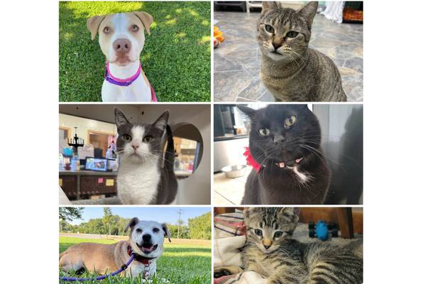 Will County Pets of the Week: Oct. 20, 2025