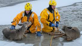Firefighters pull young deer off ice in Pistakee Bay in McHenry Township