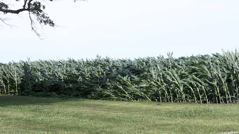 Corn is knocked down near the intersection of Backbone Road and 1800 North Avenue on on Friday, July 11, 2025 near Princeton. High winds knocked down some of the crops to the field. Princeton received over 4 inches of rain from the storm system that sent winds and heavy precipitation to the area.