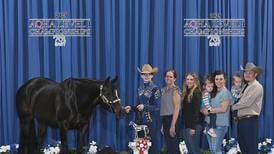Newman sophomore earns American Quarter Horse Association titles