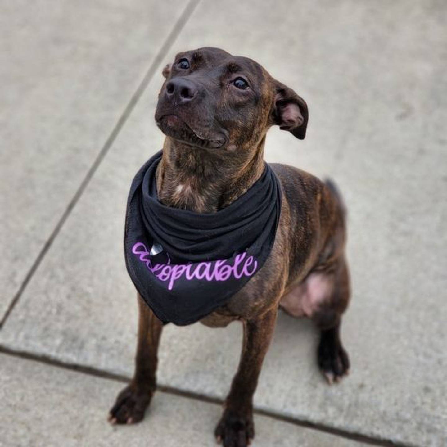Sweet Sable weighs 40.12 pounds. She loves to be with people, and she loves to play. She is great with kids. Sable loves to socialize with dogs but not cats. To meet Sable, contact Hopeful Tails Animal Rescue at hopefultailsadoptions@outlook.com. Visit hopefultailsanimalrescue.org.
