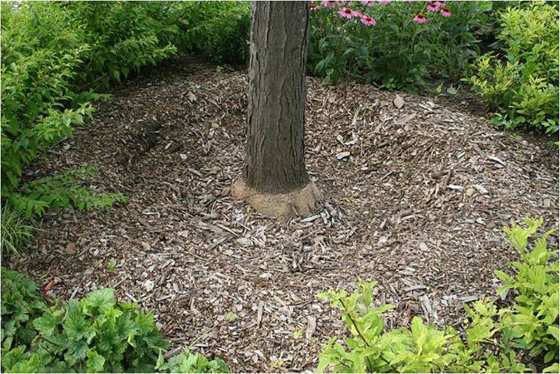 An example of good mulching technique.