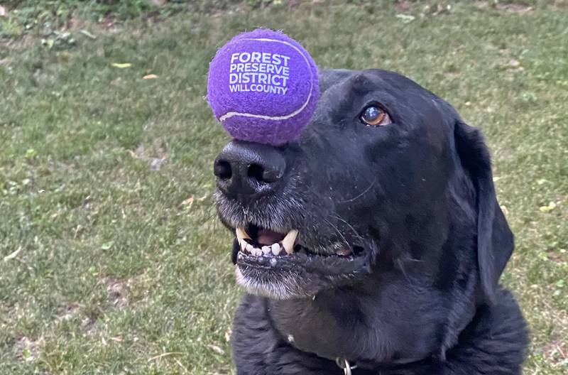Forest Preserve District of Will County 
dog park permits went on sale Wednesday, Nov. 1, and they are good for the remainder of 2023 and all of 2024.