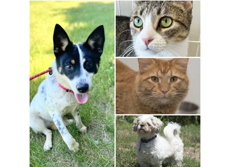 The Herald-News presents this week’s Pets of the Week. Read the description of each pet to find out about that pet, including where he or she can be adopted.