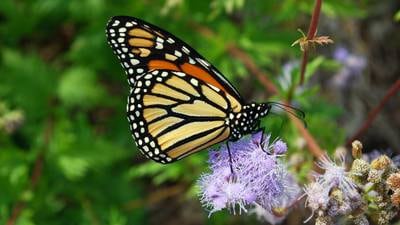 Hackmatack Monarch Coalition hosts Monarch Fair for Families
