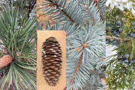 Down the Garden Path: Unwrap the wonders of pinecones