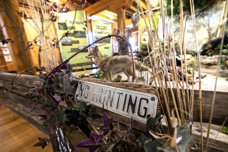 A stuffed coyote sits on display Tuesday, April 29, 2025, at Franklin Creek’s wildlife museum. Located in the grist mill at Franklin Creek State Natural Area, the display showcases plants and animals that are, or once were, part of the natural landscape.