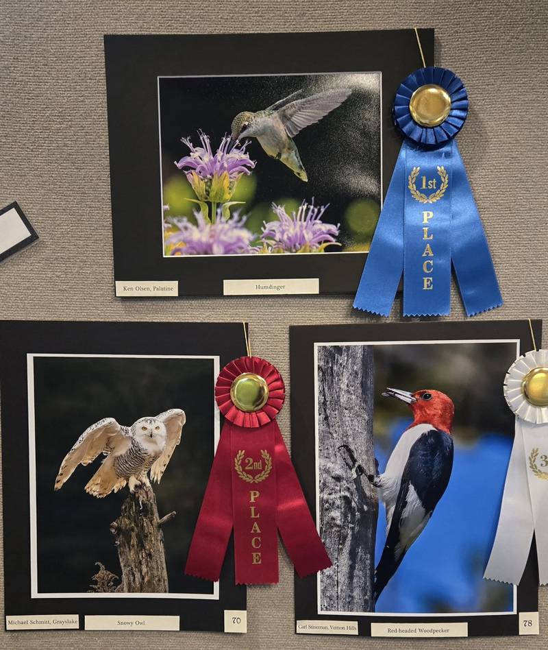 Color Birds

1st      Ken Olsen of Palatine for “Humdinger”
2nd     Michael Schmitt of Grayslake for “Snowy Owl”
3rd      Carl Stineman of Vernon Hills for “Red-headed Woodpecker”