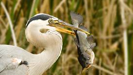 Good Natured in St. Charles: Fish alarm chemicals once linked minnows, piranhas