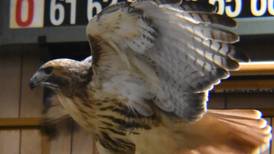 Rock Falls’ Flock to the Rock ’26 coming Feb. 7