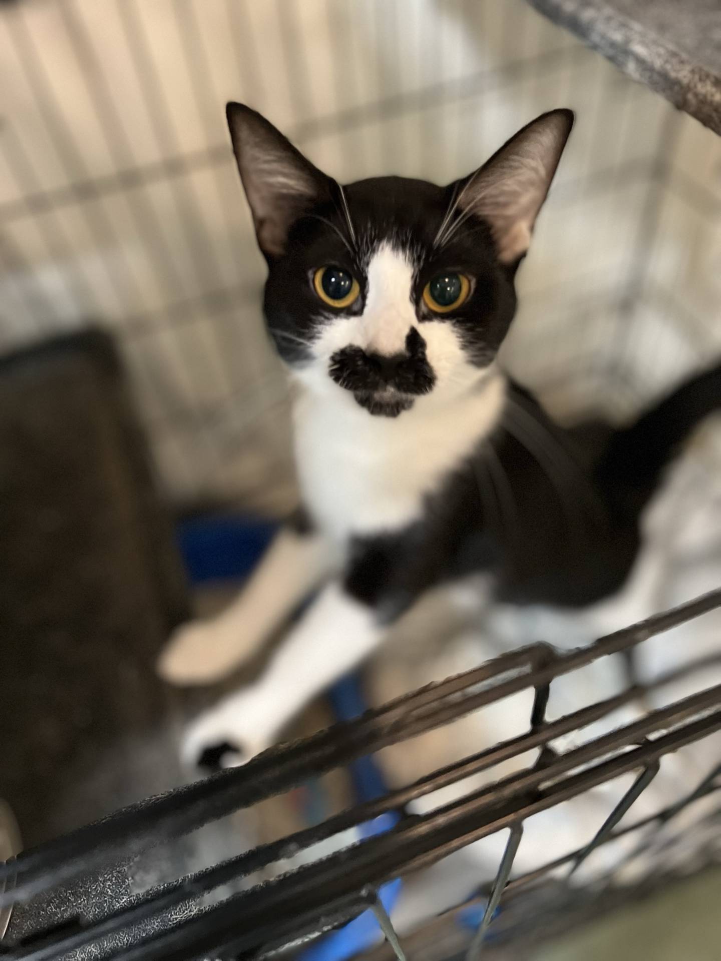 Sylvia is a 2-year-old domestic shorthair that was rescued from a local animal control where she was at risk of euthanasia.  She is outgoing, curious, friendly and sweet. She immediately greets people and will give affectionate head rubs to show her appreciation for pets and attention. To meet Sylvia, email Catadoptions@nawsus.org. Visit nawsus.org.