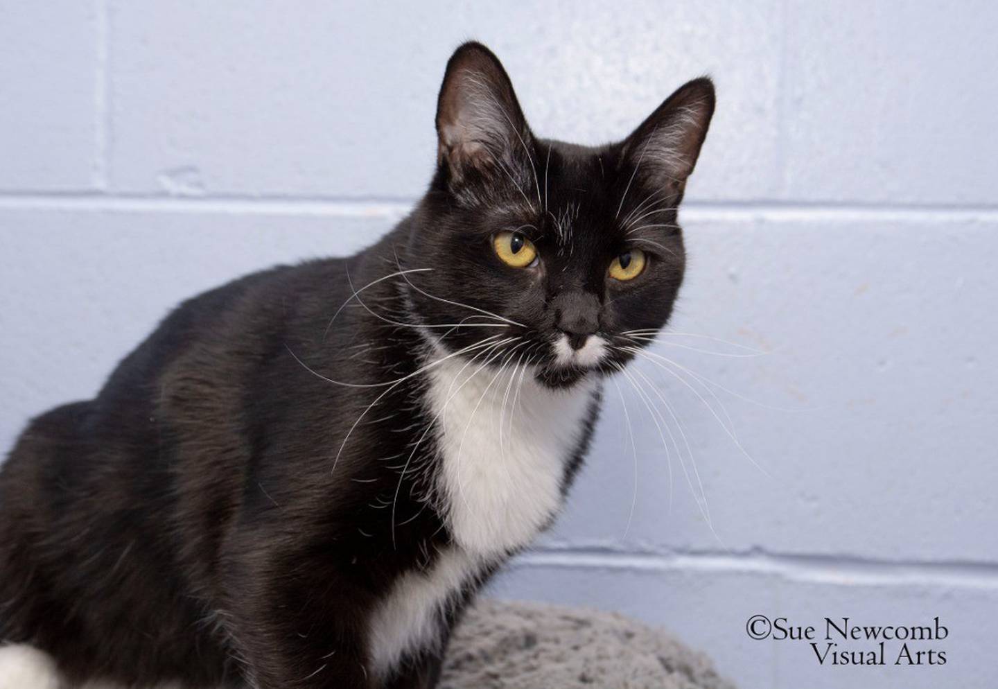 Darling is a 2-year-old domestic shorthair. She enjoys being with people and rubs against people’s legs to ask for pets. She’s also quite playful and loves to bat around toys. Darling needs a home without other cats. Contact the Will County Humane Society at willcountyhumane.com and follow the instructions for the adoption process.