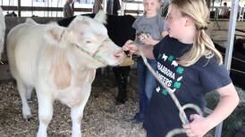Animal projects to feature at DeKalb County 4-H Fair