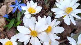 Batavia Plain Dirt Gardeners' meeting set for March 18