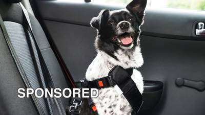 Tips for Making Holiday Travel Safe for Pets