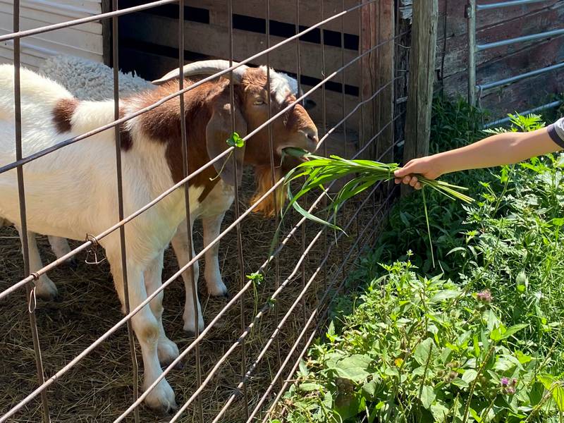 Tiskilwa’s Hungry World Farm, a nonprofit regenerative agriculture organization, has announced the resignation of Executive Director Karla Stoltzfus Detweiler. The resignation has been accepted by the Board of Directors with regret.