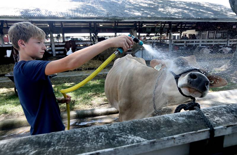 Tristen Upchurch 13, of Hebron, sprays down his Jersey cow, Violet, during the opening day of the McHenry County Fair on Tuesday, July 29, 2025. The fair runs through Sunday at the fairgrounds in Woodstock.