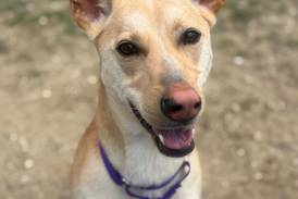 Smart, young dog would love family to play with