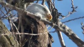 5 Things to Do: Watch eagles or swim in ice water like a penguin in the Illinois Valley
