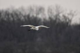  Will County forest preserves have all eyes on birds in May