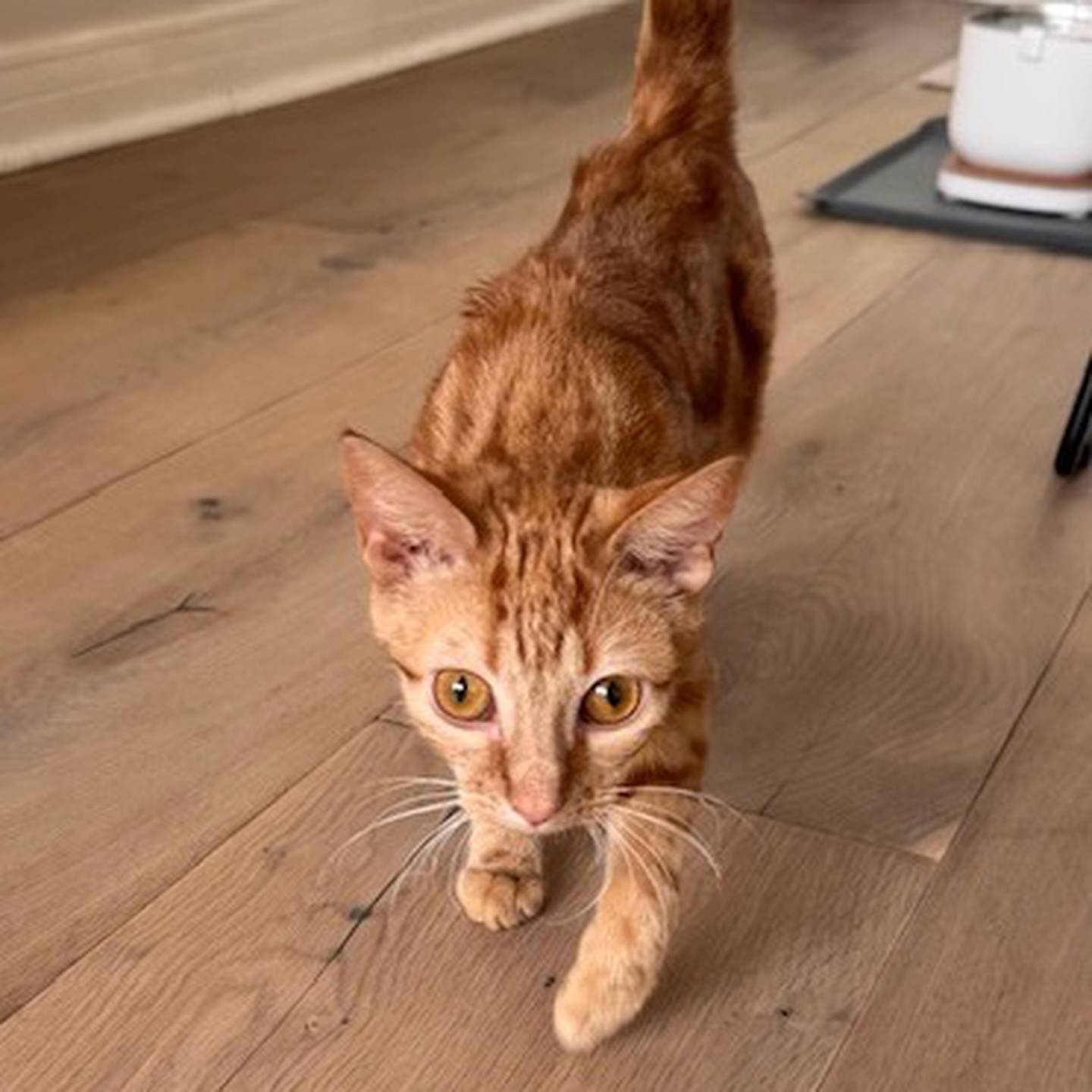 Clover is a red marble tabby who loves attention and wants to be the center of everyone’s world. She’s a serious foodie and an expert cuddler. Whenever someone sits or lies down, Clover is there, making herself comfy. Clover is sweet, snuggly, full of personality, and does well with cats, dogs and kids. To meet Clover, visit thekittysquad.com/adoptables.